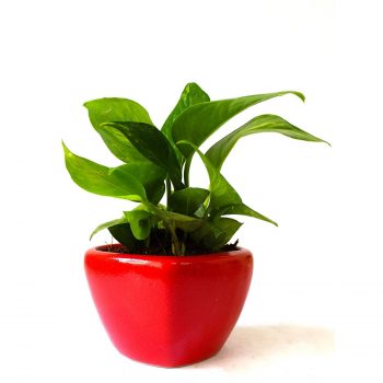 Money plant online