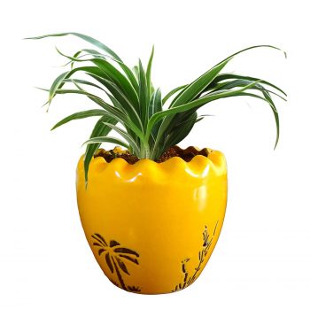 Spider Plant online kerala