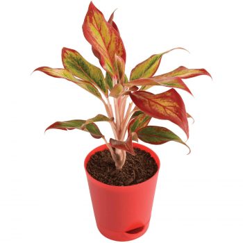 Buy Aglaonema plant india