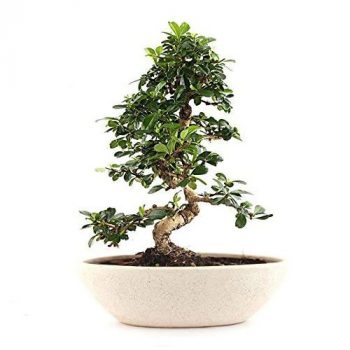 Carmona Bonsai Plant online
