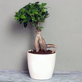 Ficus Bonsai Plant