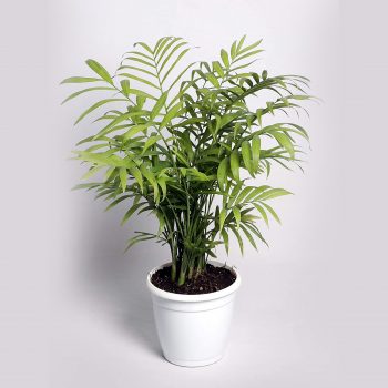 buy Chamaedorea Palm online