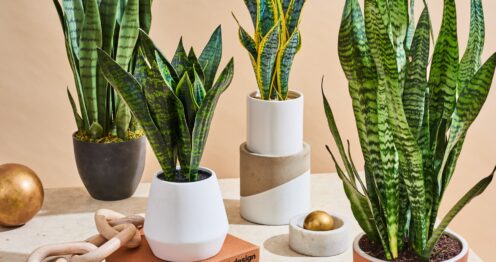 Snake Plant